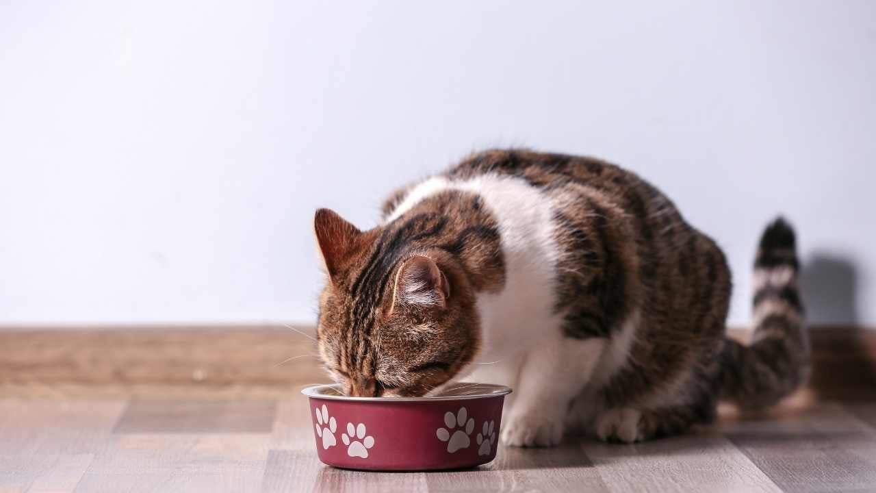 tekir kedi mama yiyor