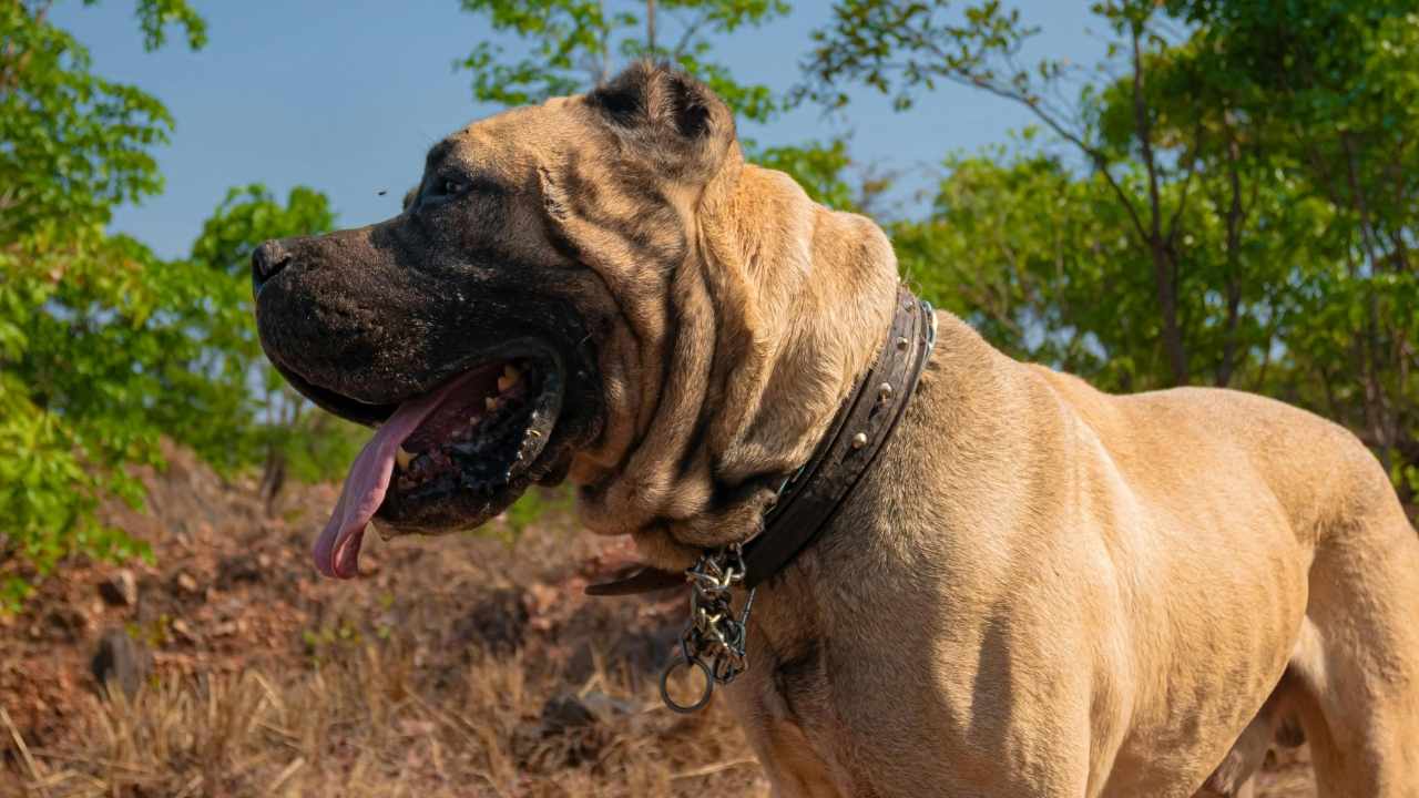 iri bir köpek