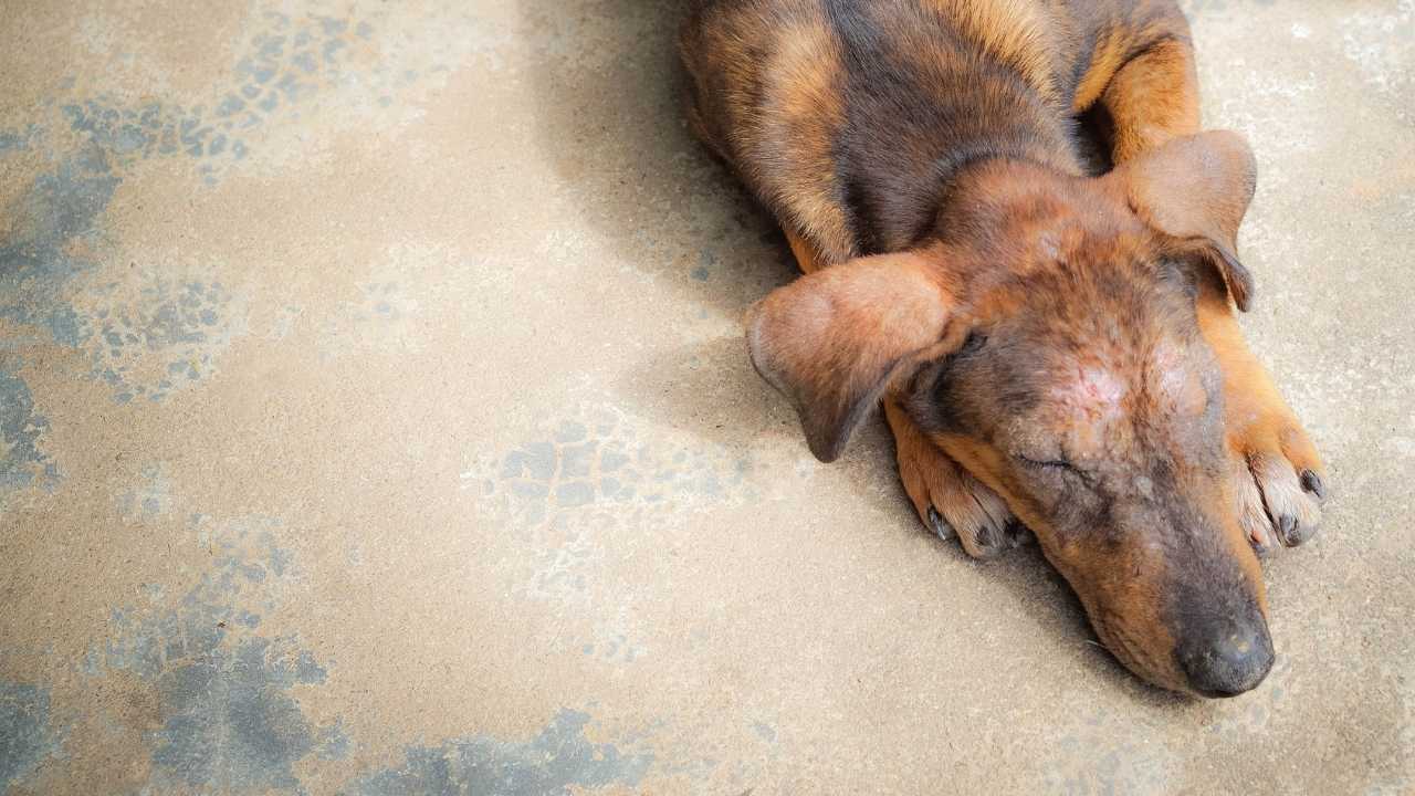 kahverengi köpek yatıyor