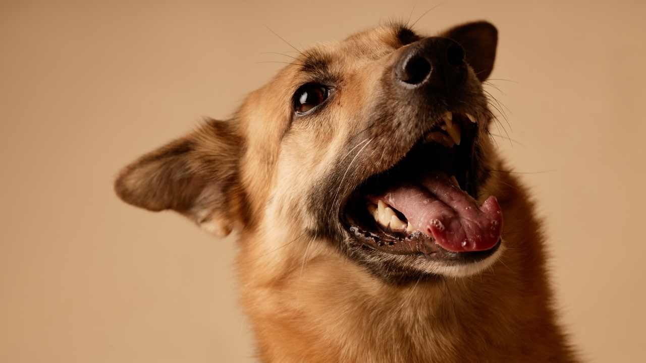 heyecanlanmış bir köpek