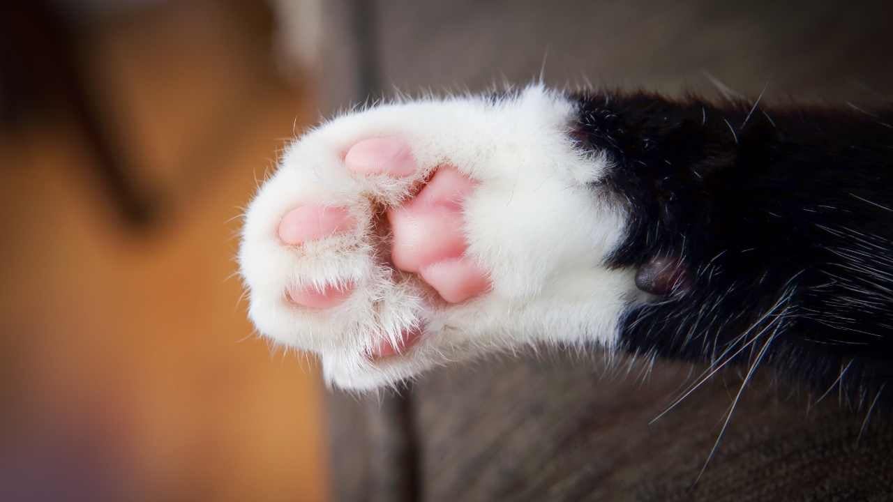 sevimli kedi patisi