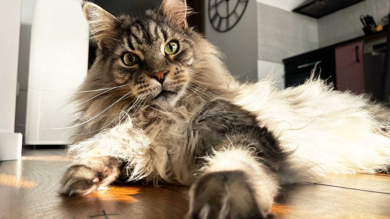 tekir maine coon kedisi evde