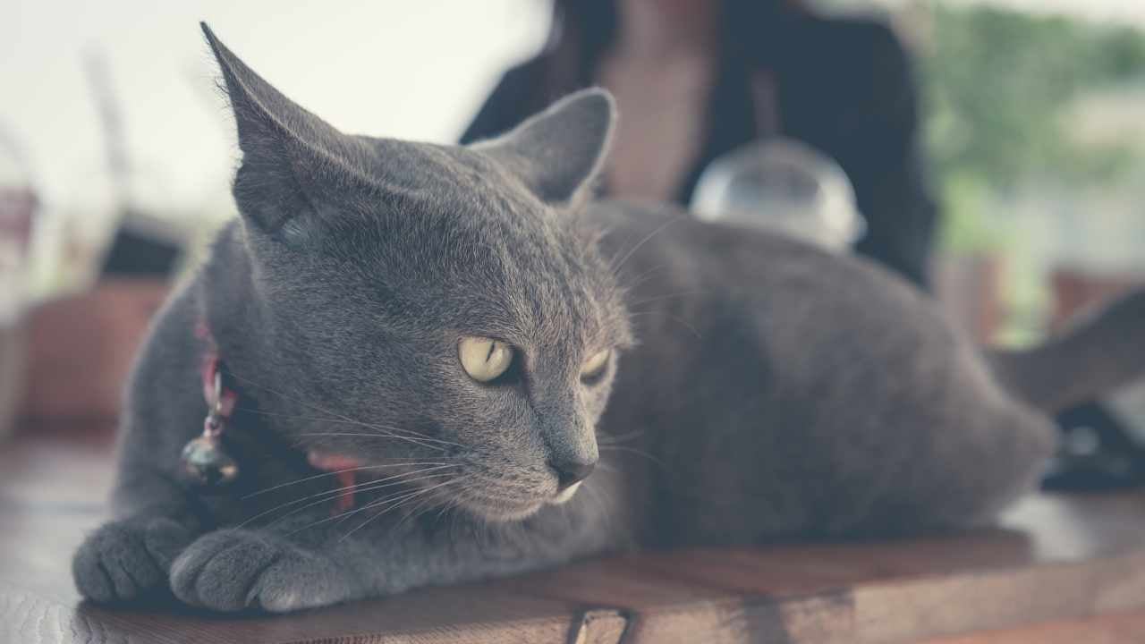 Korat Kedisi aşağı bakıyor