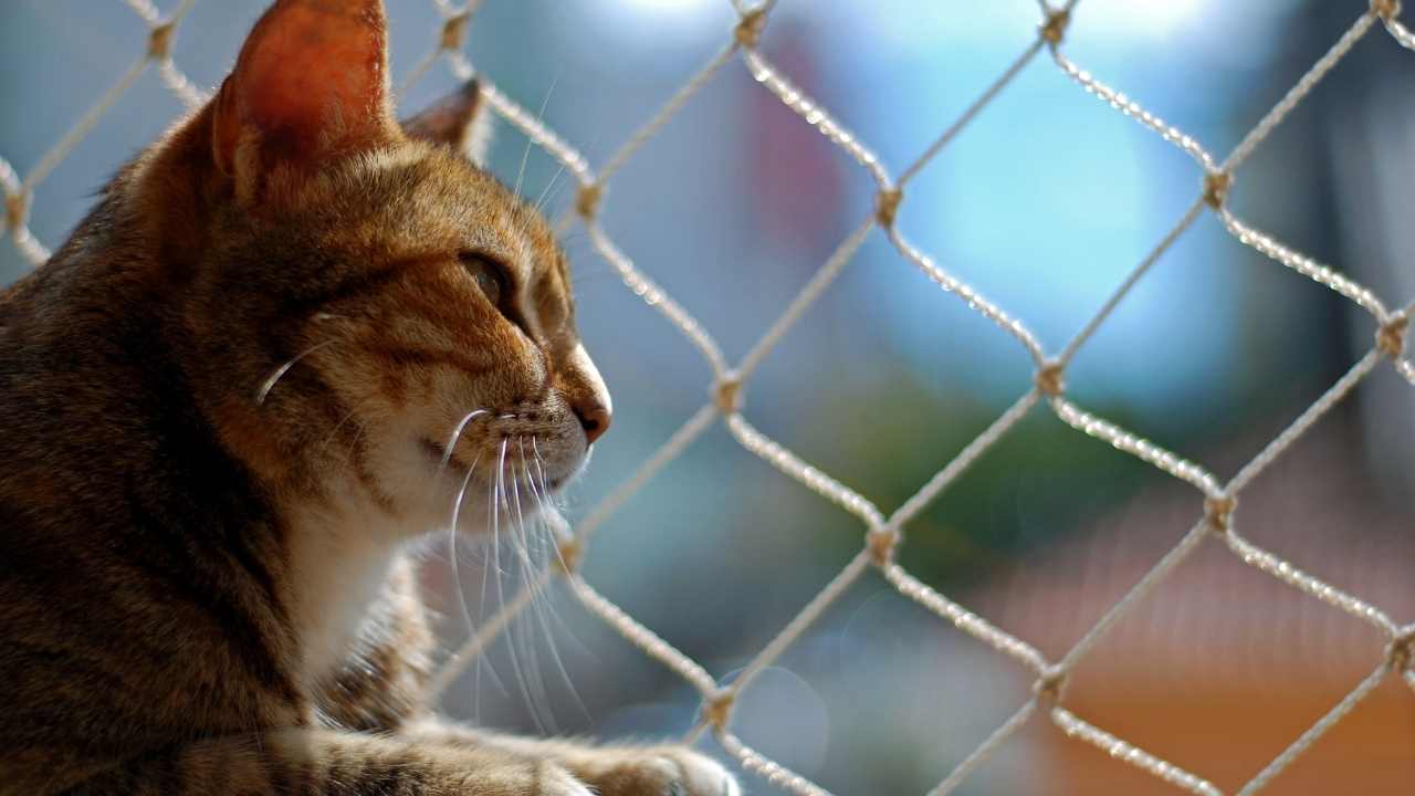 kedi ve balkonda file