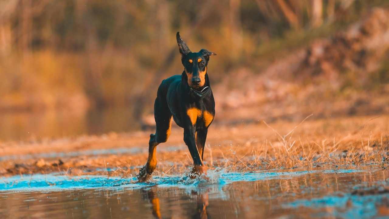 Doberman su kenarında