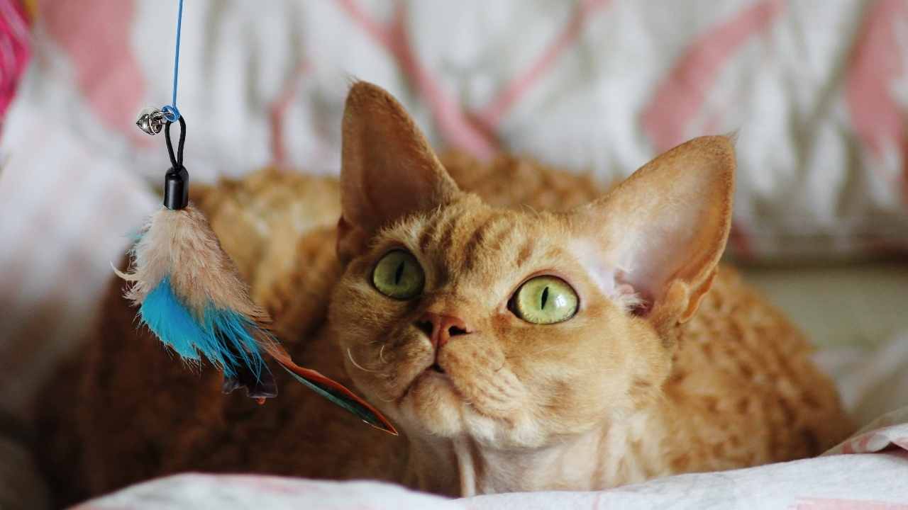 Devon Rex Kedisi
