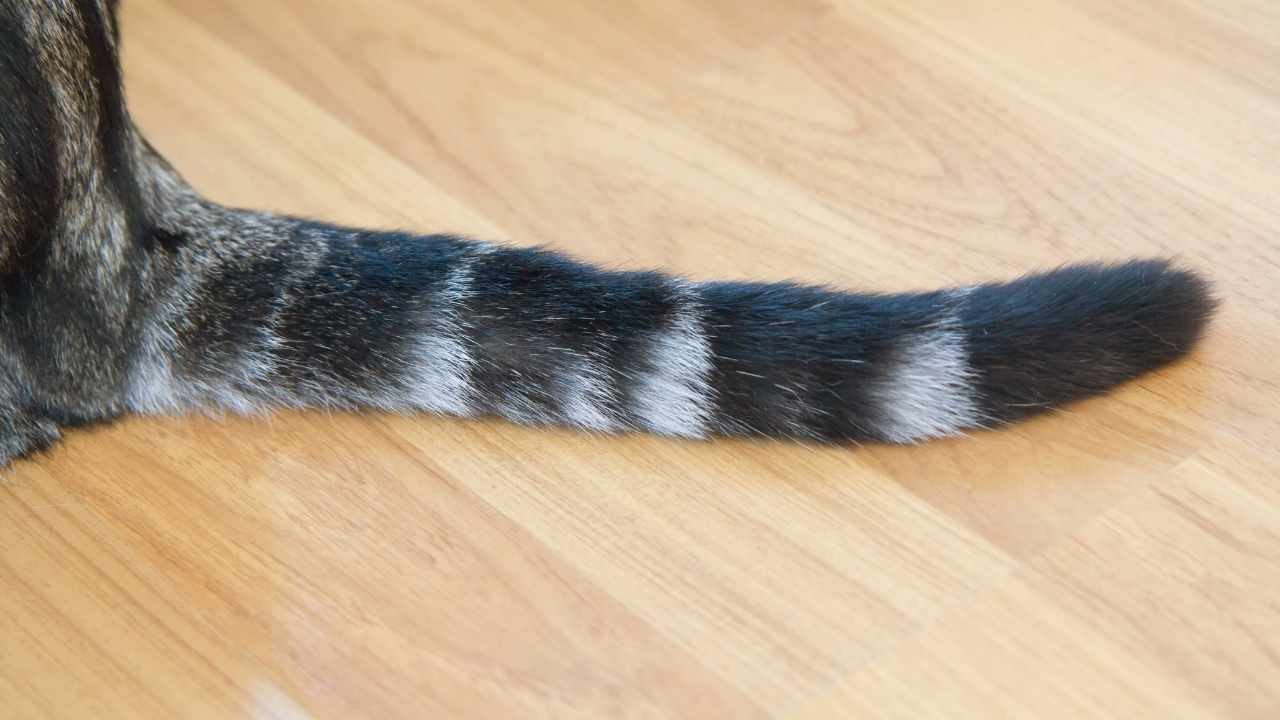 tekir kedi kuyruğu