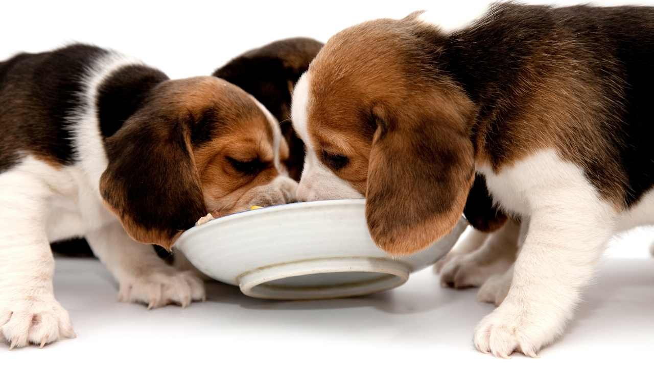 beagle yavrular mama yiyorlar