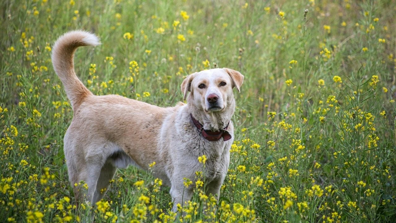 labrador benzeri köpek