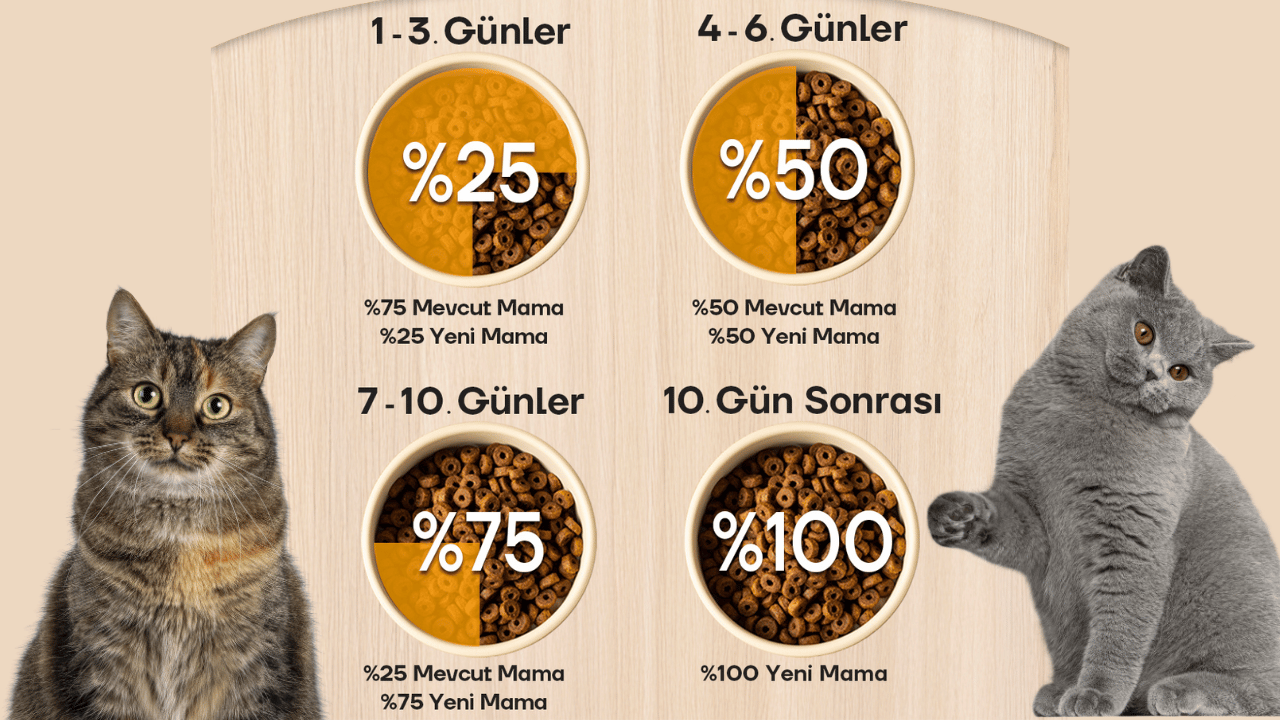 kedilerde mama değişimi yapma adımları