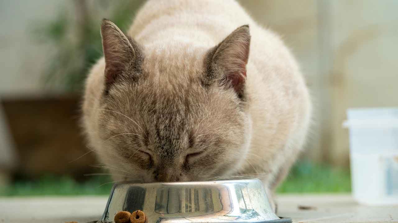 mama yiyen bir kedi
