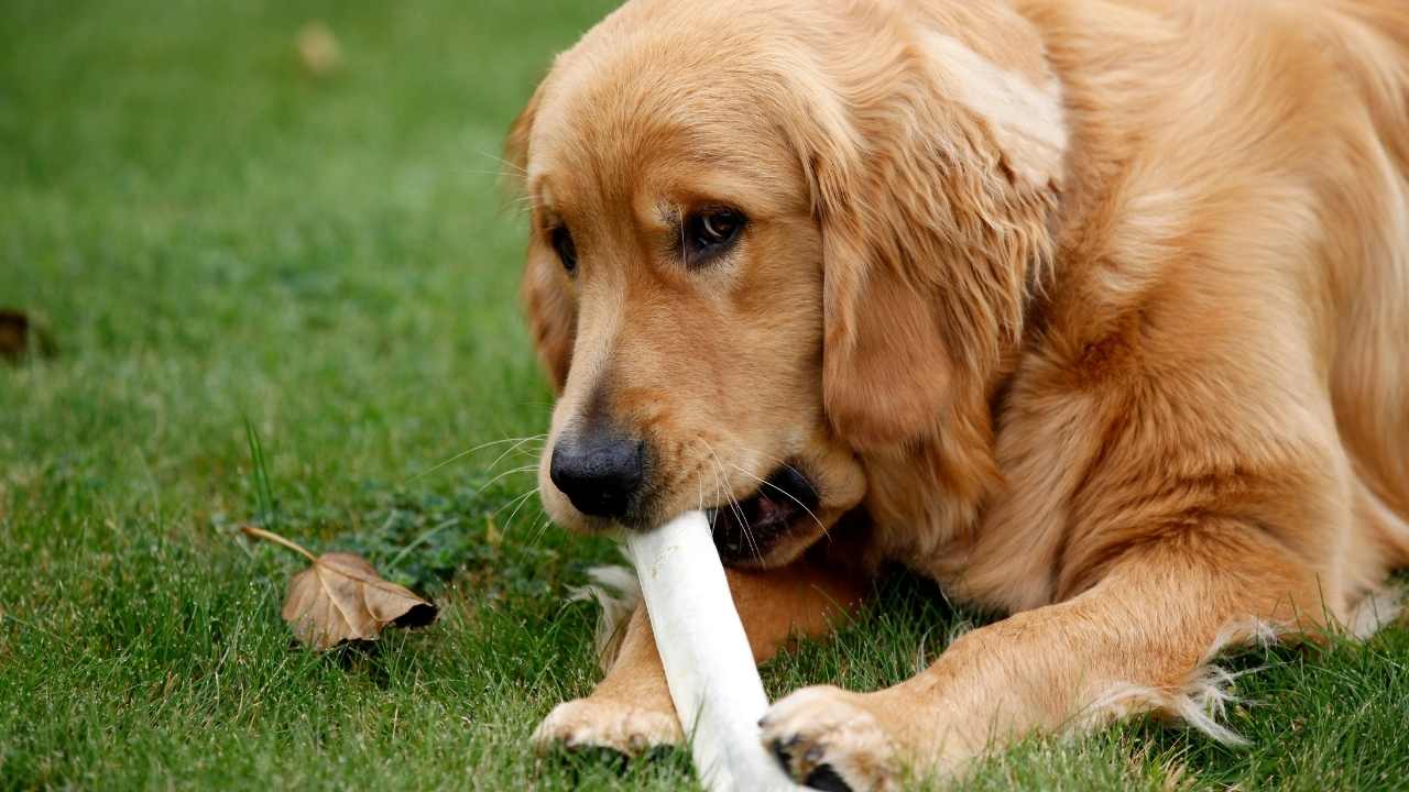 golden köpek kemik çiğniyor