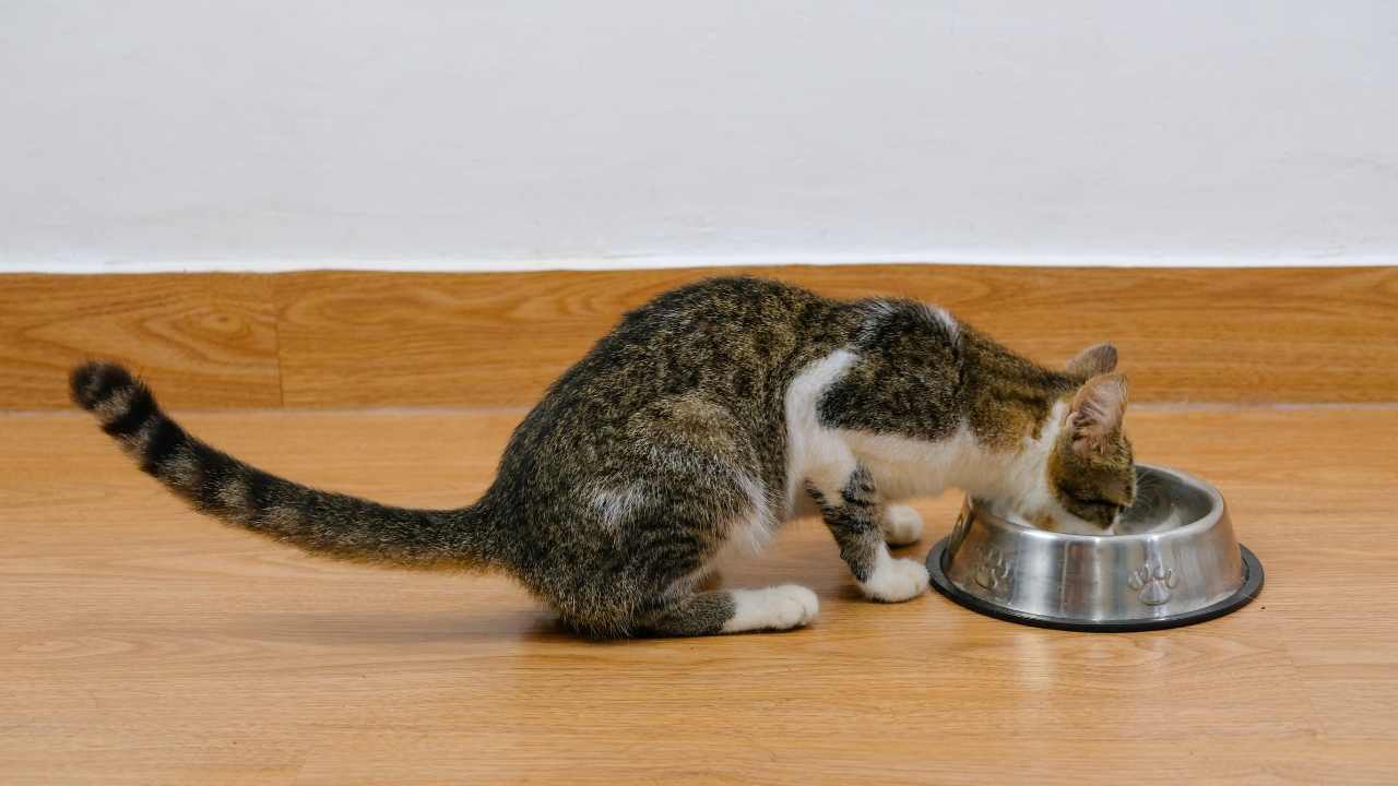 tekir kedi mama yiyor