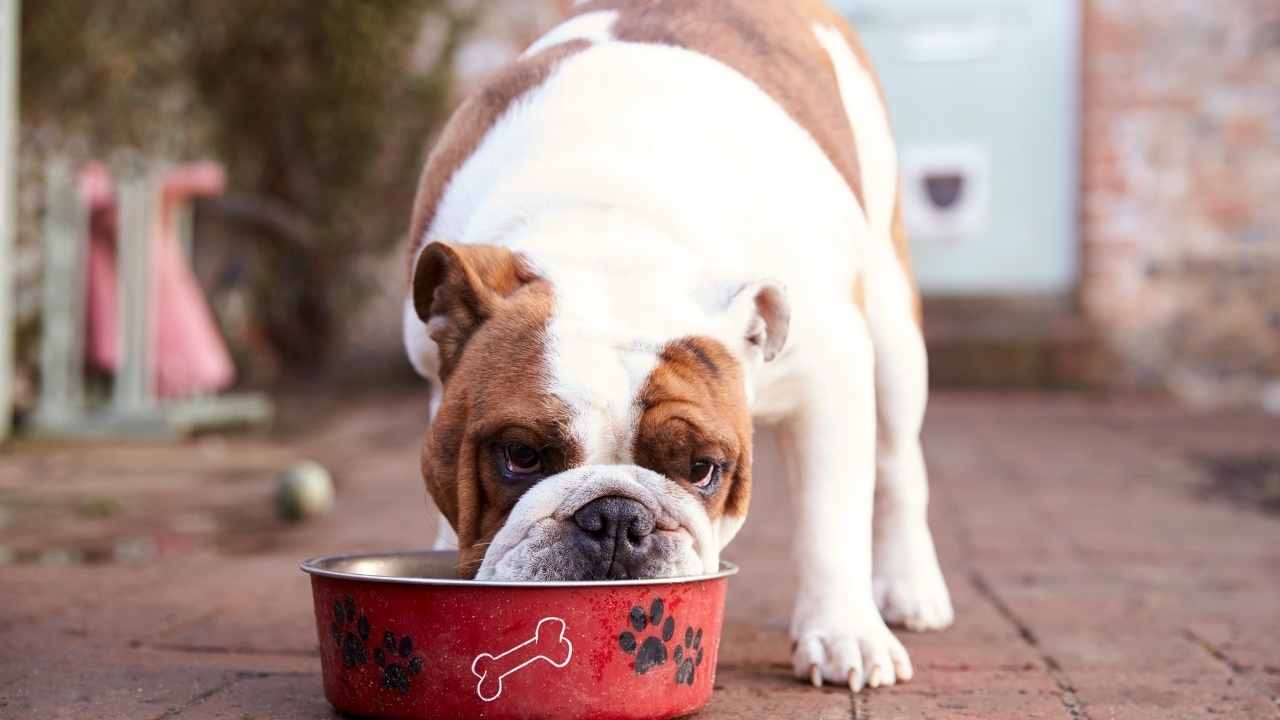 köpek kırmızı kaptan mama yiyor