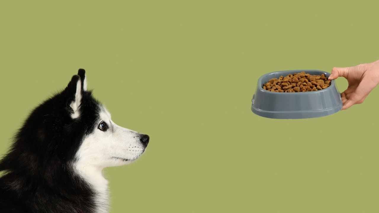 kadın, köpeğine mama uzatıyor