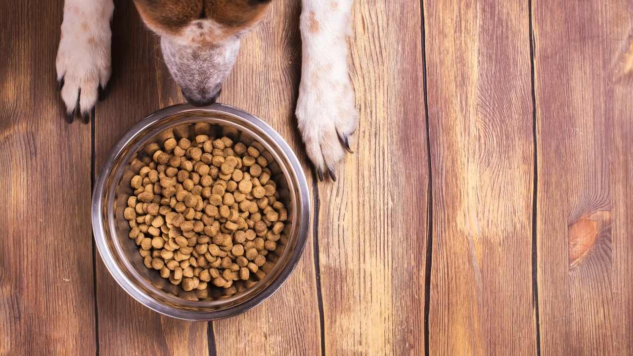 köpeğin patileri ve mama kabı