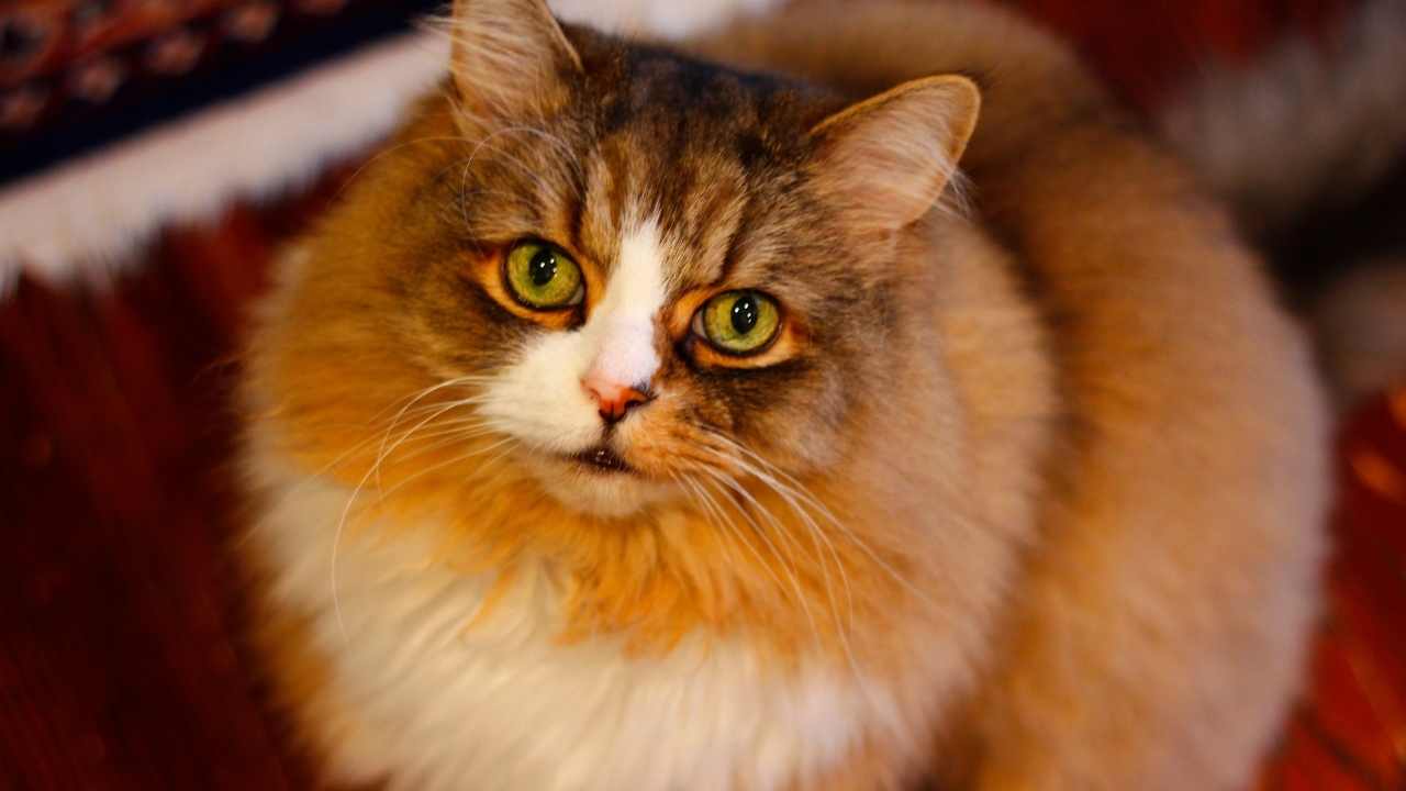 yeşil gözlü Ragamuffin Kedisi