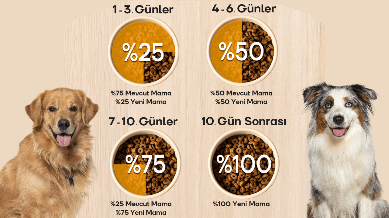 köpeklerde mama değişikliği adımları