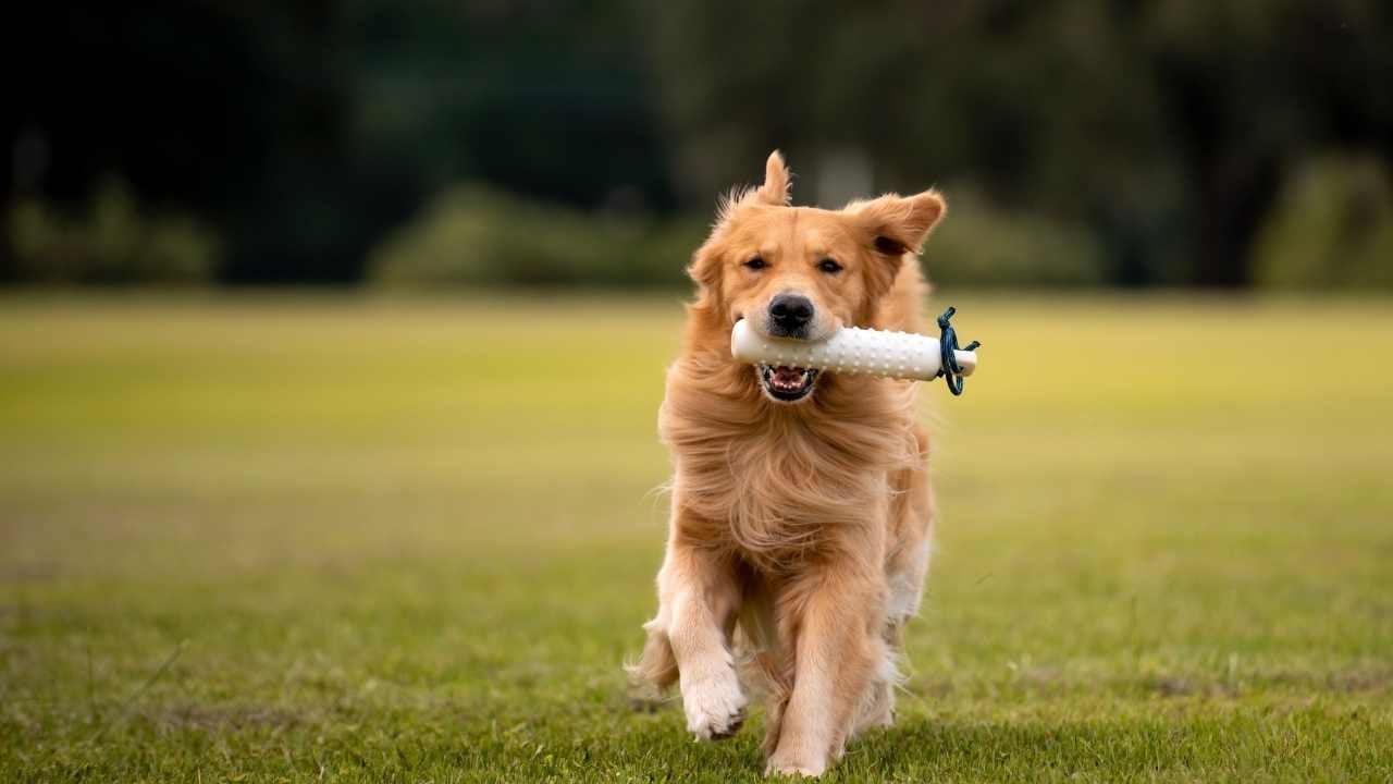 Golden Retriever koşuyor