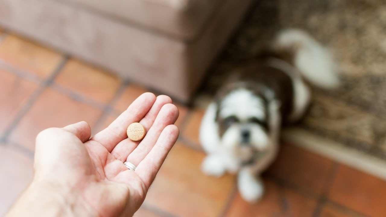 köpek ve ilaç