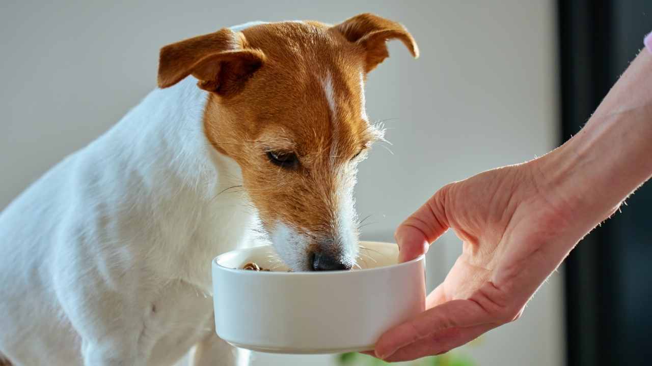 köpek mamasını kokluyor