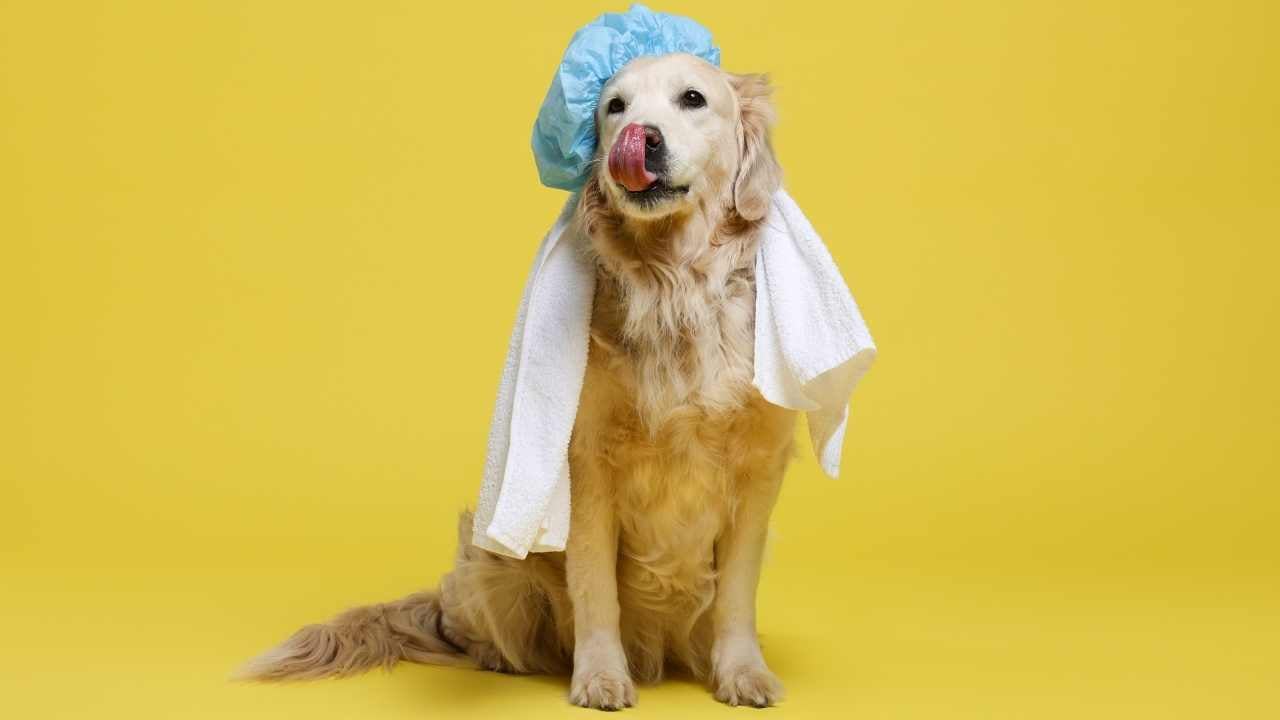 sarı arkaplanda golden köpek, havlu ve bonesiyle