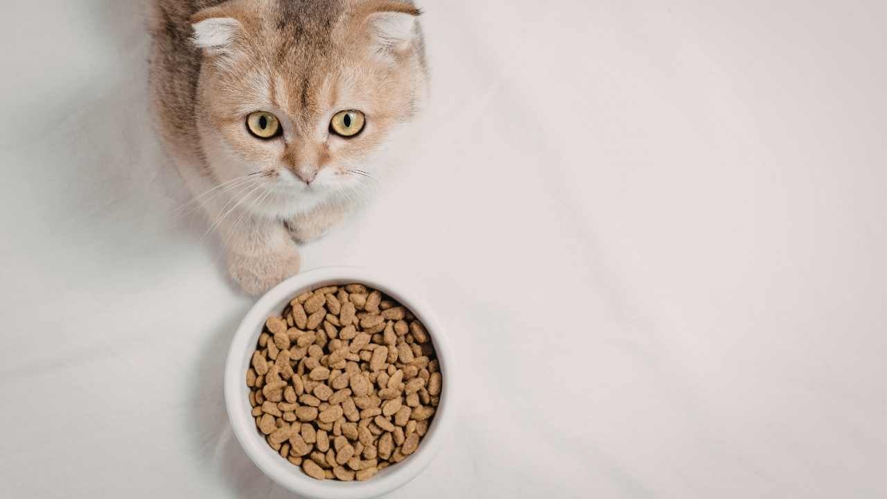 kedi ve mama kabı