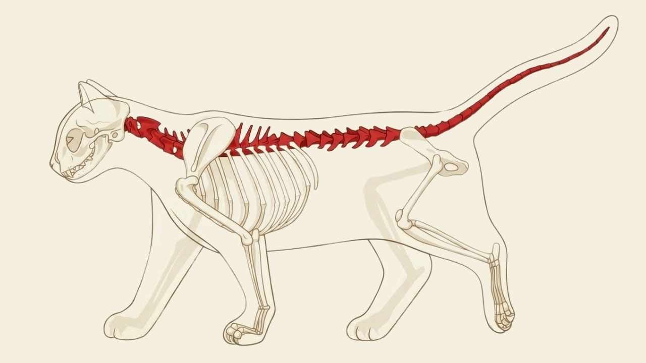 kedi kuyruğu anatomik olarak