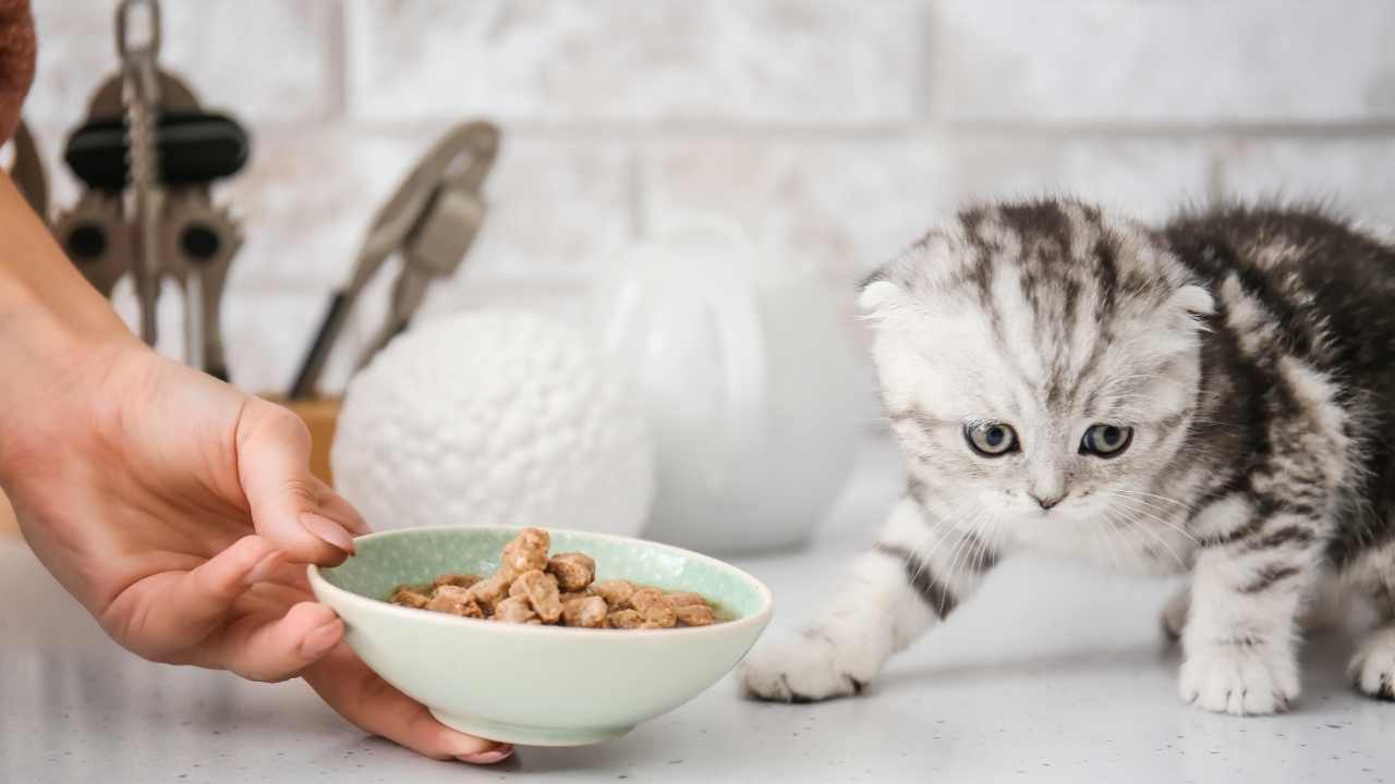yavru kedi ve bir tabak kedi maması