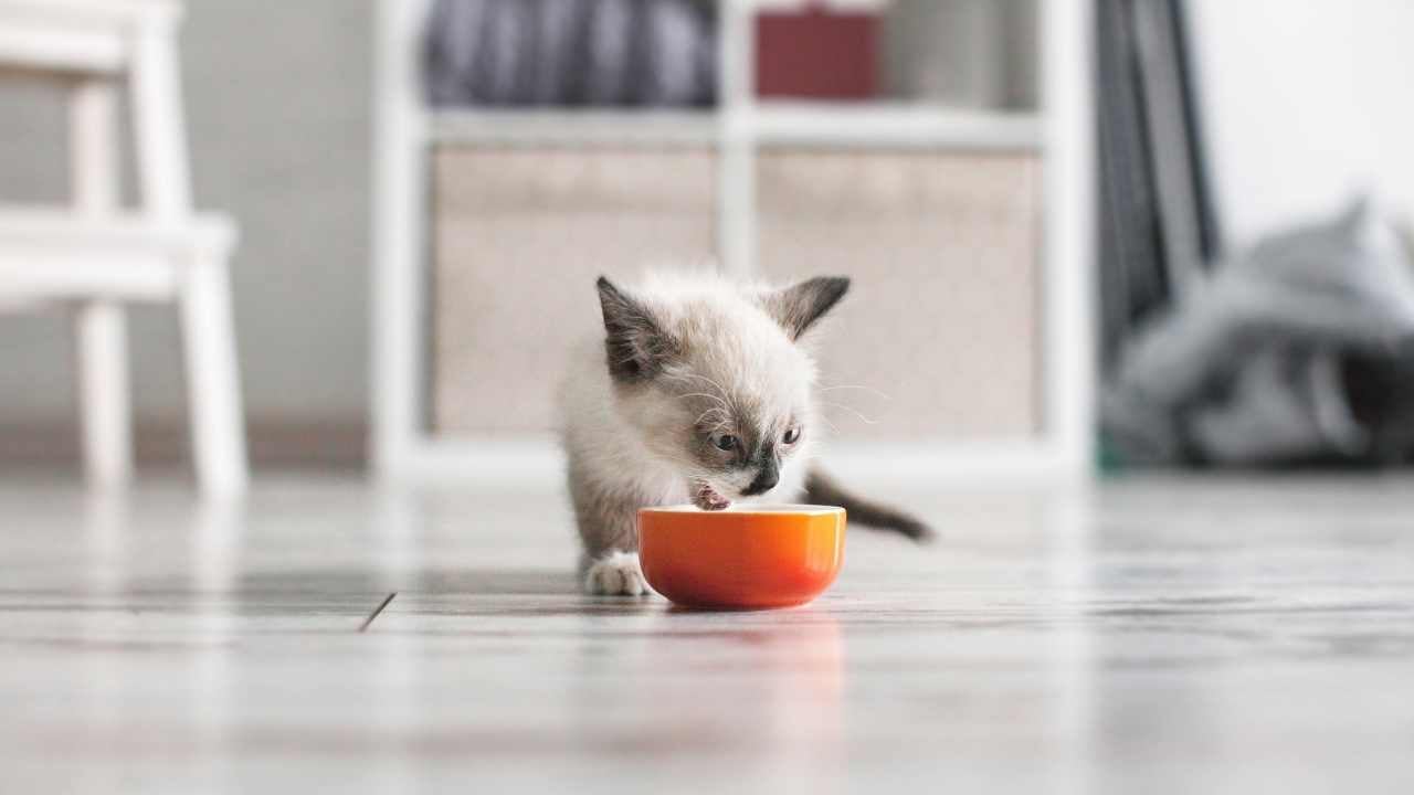 yavru kedi ve mama kabı