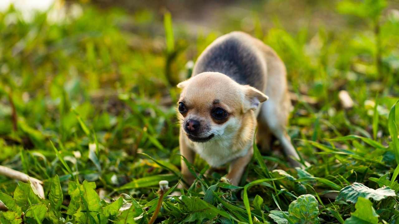 korkmuş köpek
