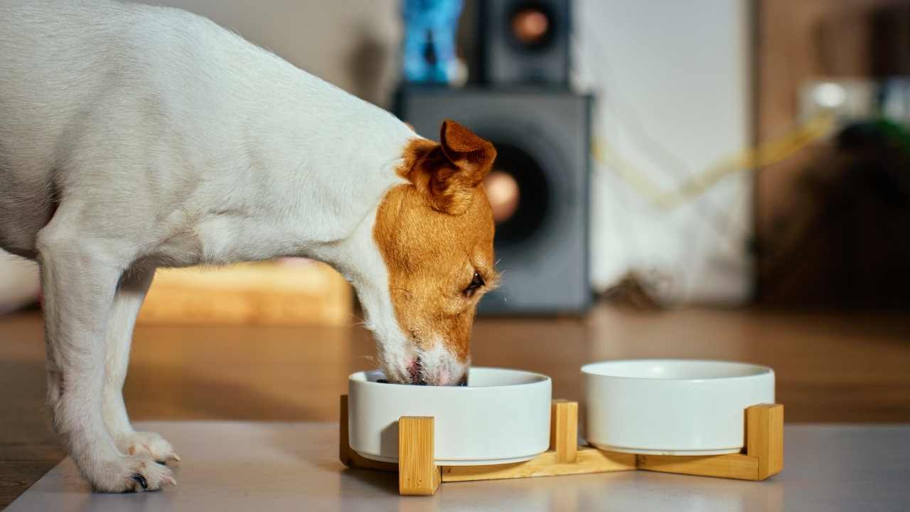 beyaz köpek yiyor