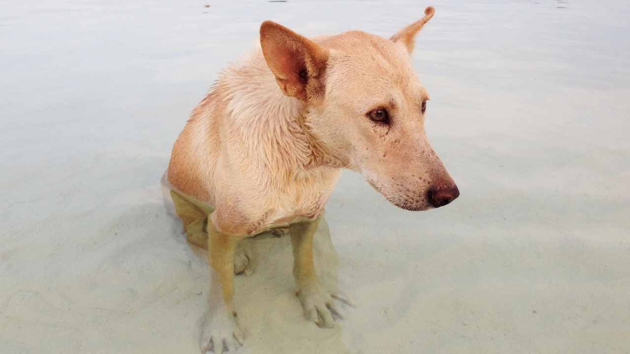 denizde oturan bir köpek