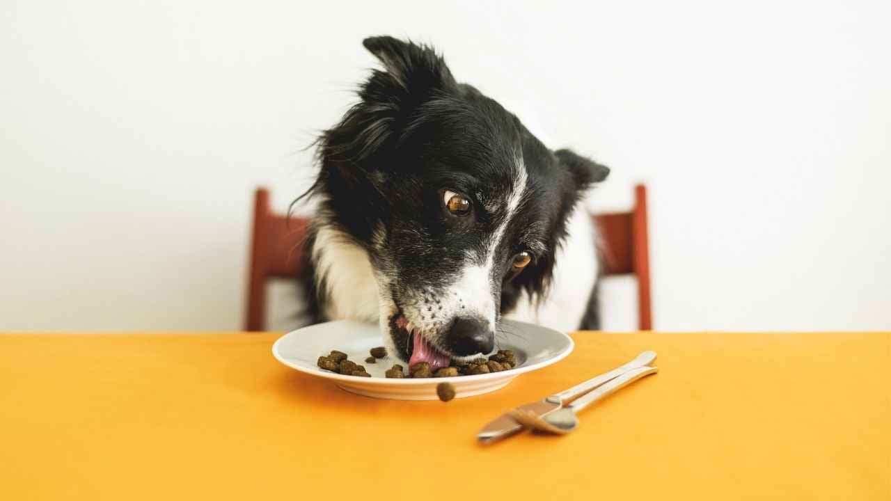 siyah beyaz köpek tabaktan mama yiyor