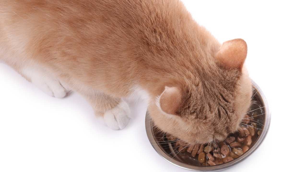 kedi mama yiyor