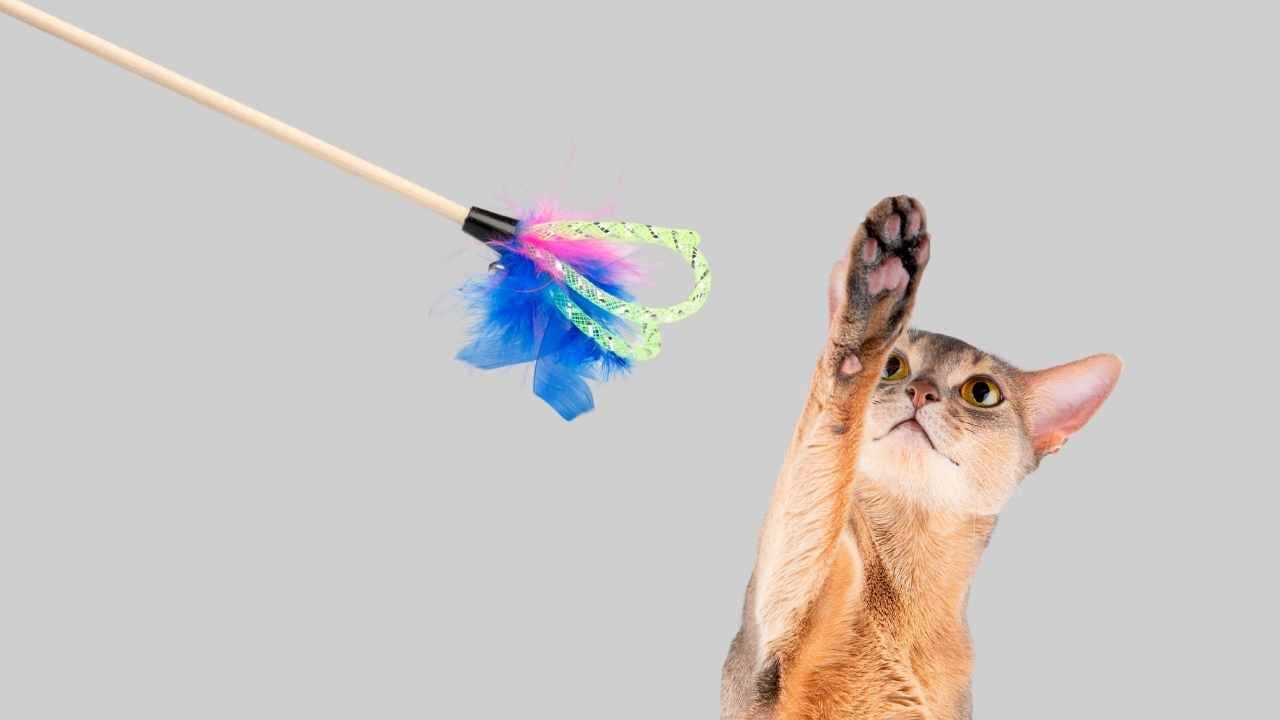 Habeş Kedisi ve kedi oyuncağı