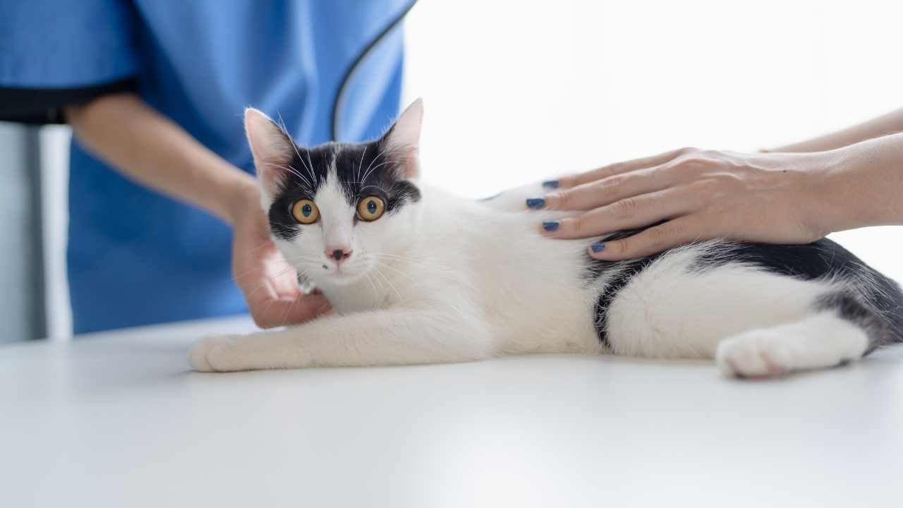 veterinerde smokin kedi