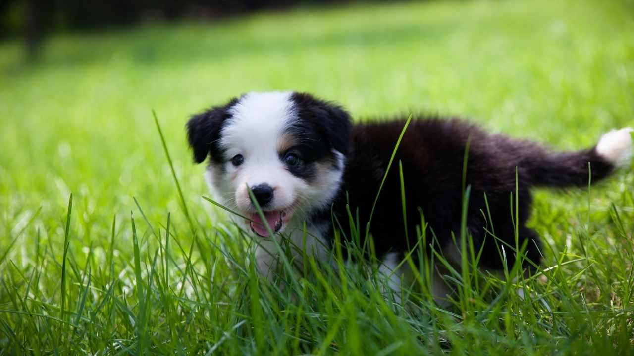 Border Collie Yavrusu