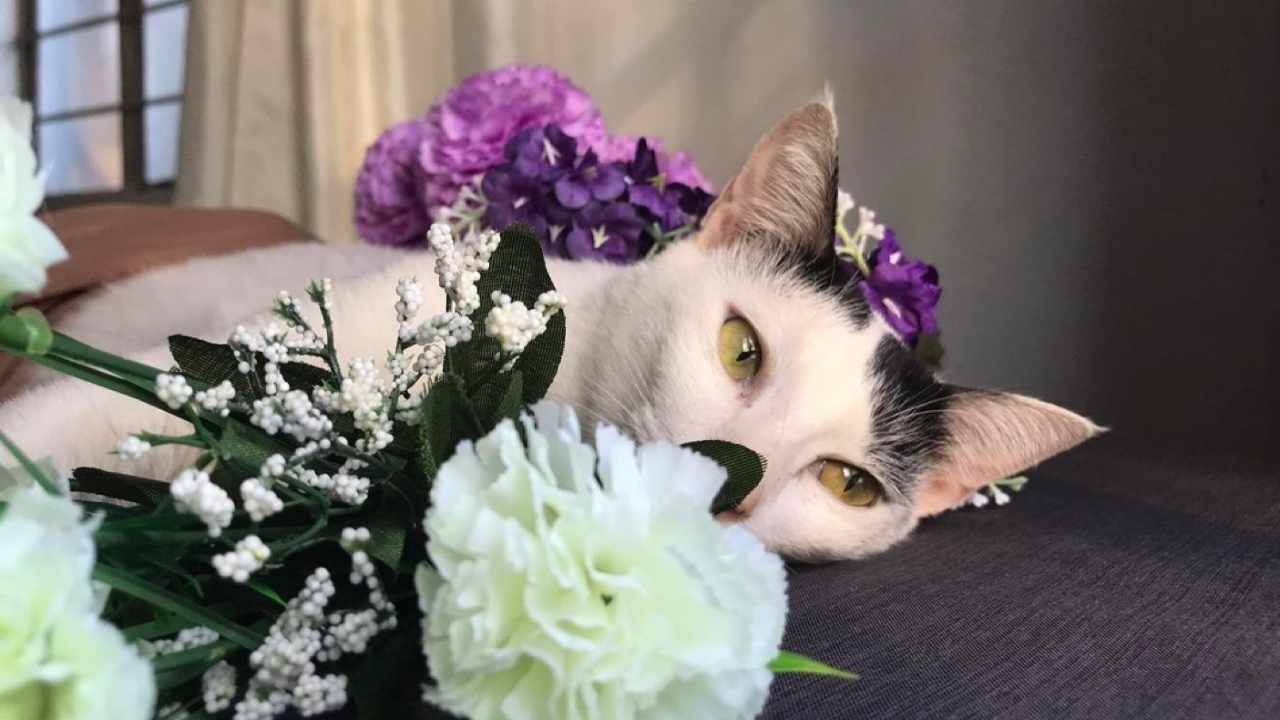 kedi ve çiçekler