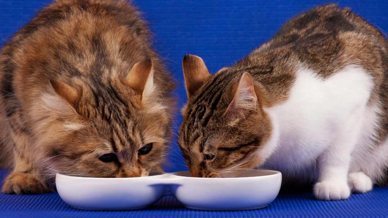 iki kedi ayrı kaplardan mama yiyor
