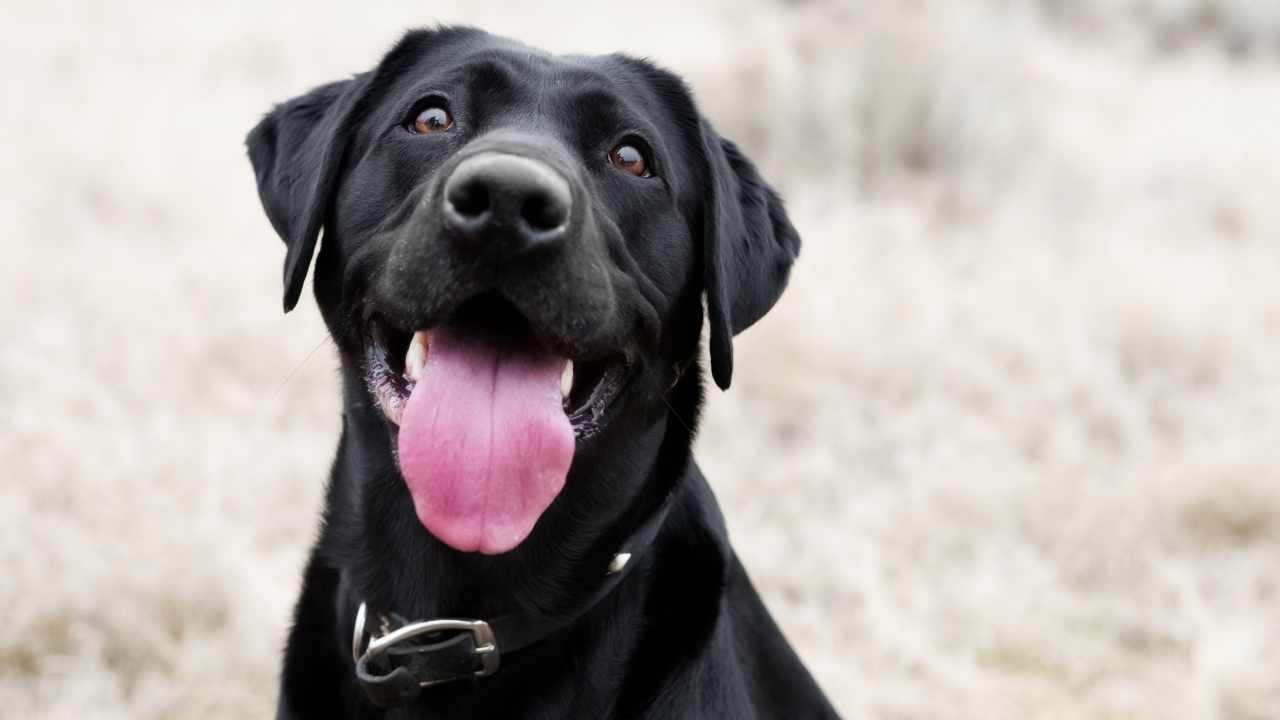 siyah renk mutlu köpek