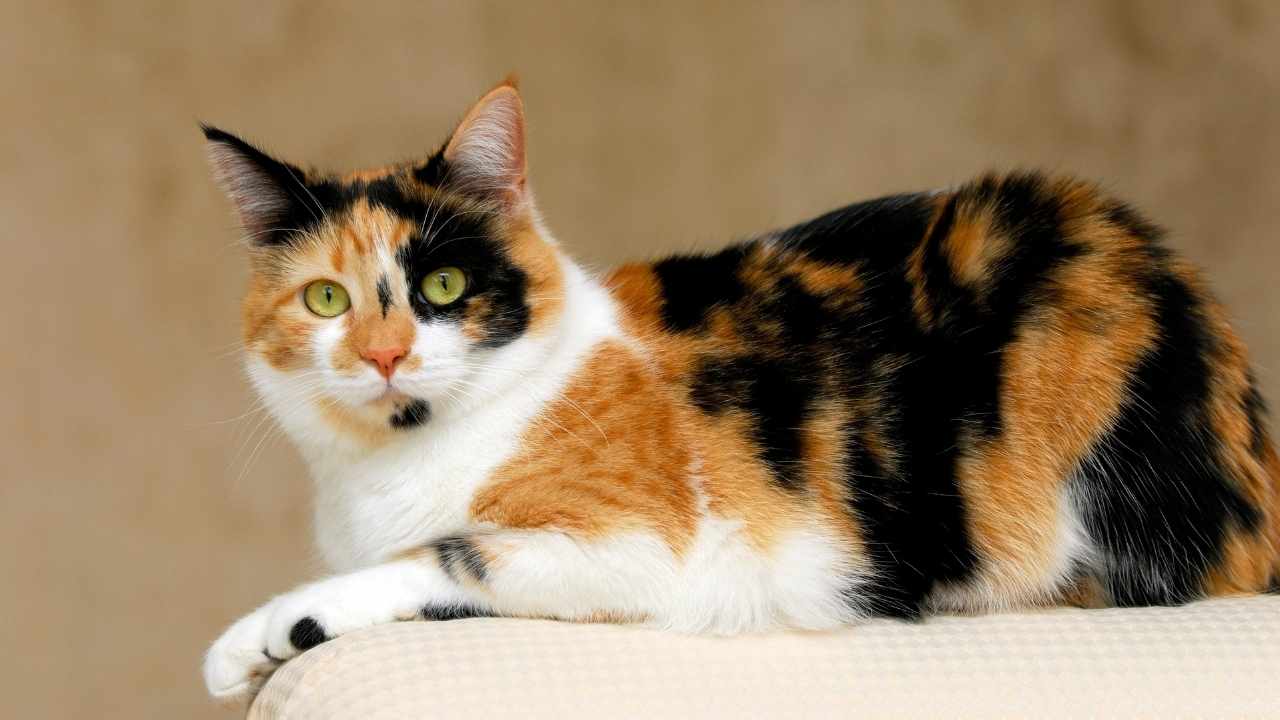 Alacalı Kedi Rengi ve Desenleri