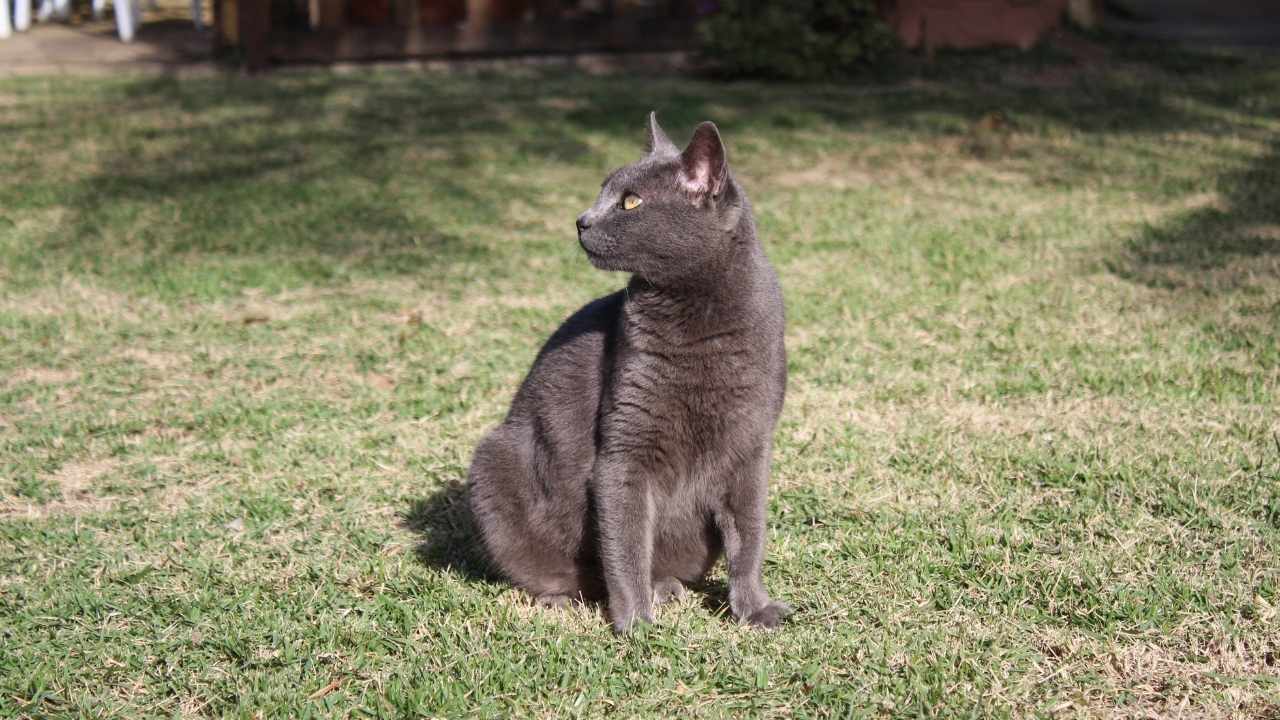 Korat Kedisi çimenlerde