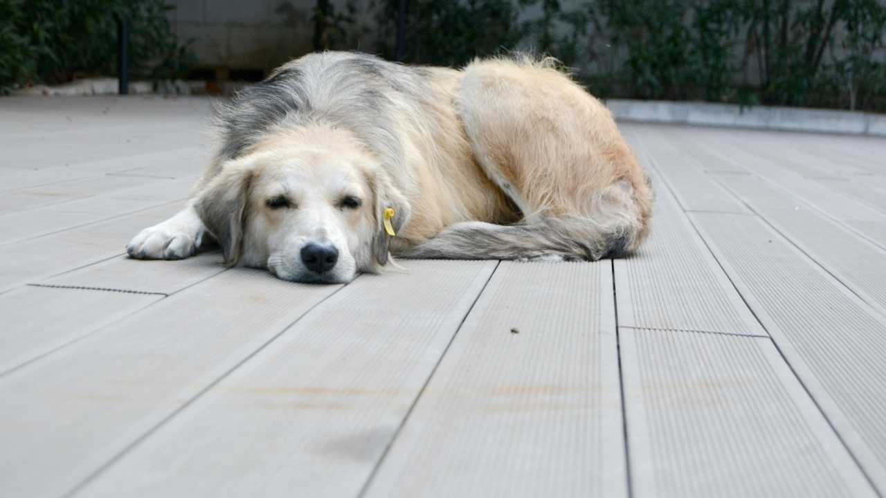 beyaz köpek sokakta yatıyor