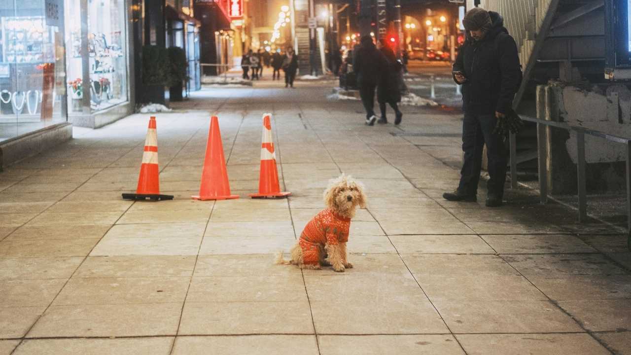 sokakta bir köpek