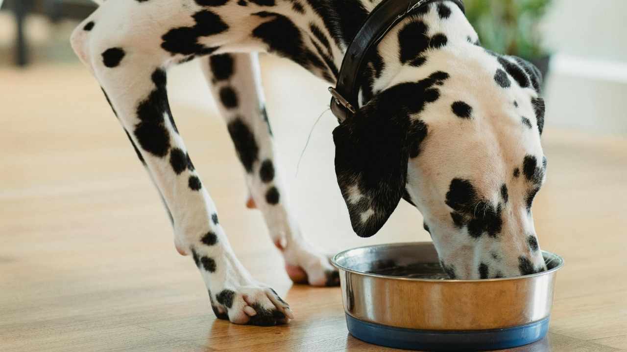 dalmaçyalı köpek mama yiyor