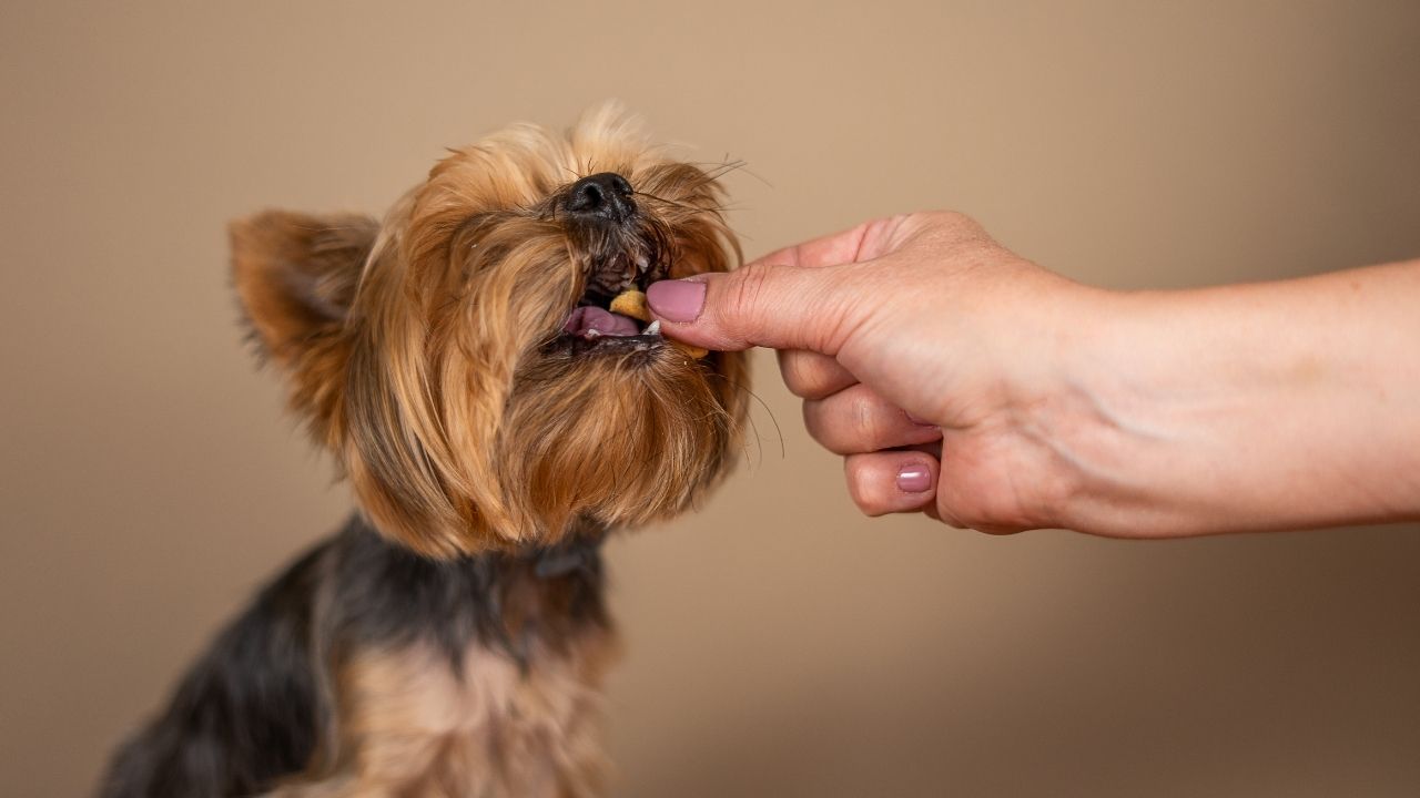 sevimli küçük köpek mama yiyor