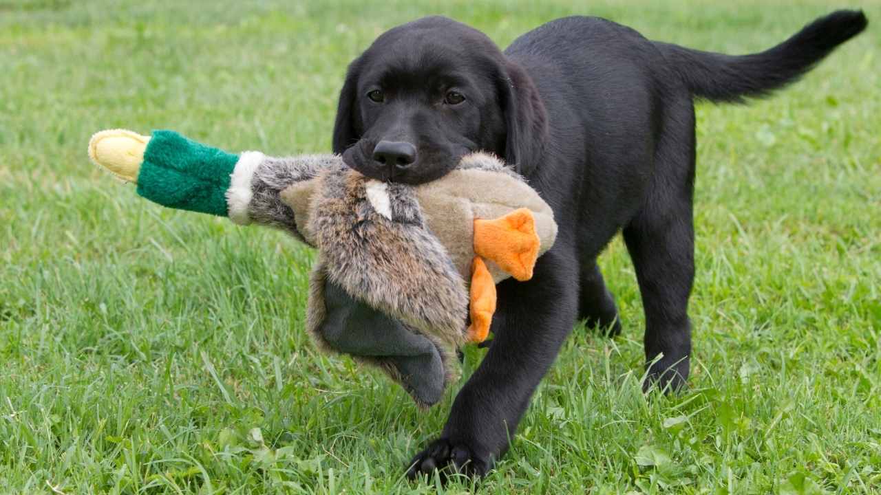 Labrador Retriever Yavrusu oyuncak taşıyor