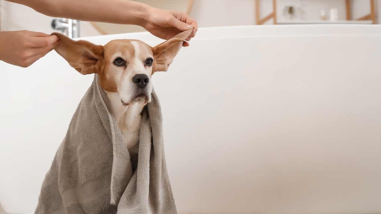 köpeğin kulakları havaya kaldırılmış