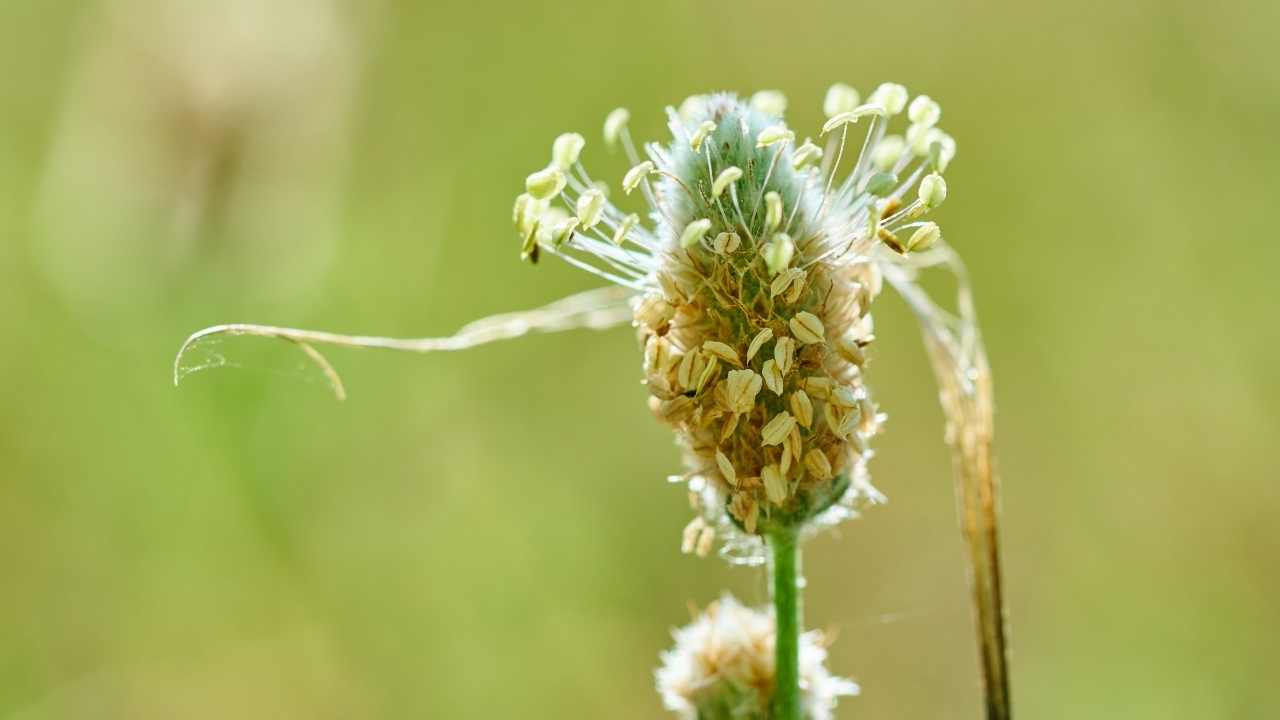 Plantago ovata (Karnıyarıkotu) bitkisi
